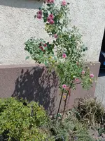 IMG_20220621_131031.webp
