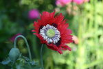 Mohn  0520.JPG