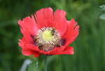 Mohn  0620.JPG