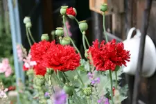 Mohn4018.webp