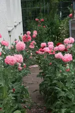 Mohnstrasse0119.webp