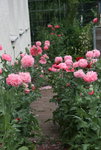Mohnstrasse0119.JPG