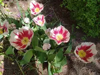 IMG_20220511_110647.webp