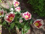 IMG_20220511_110647.jpg