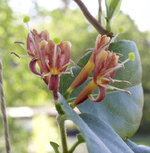 geissblatt.webp