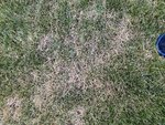 IMG_1652.jpg