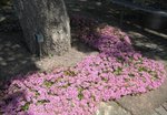 IMG_0098.jpg