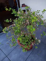 IMG_20220623_212852169.webp