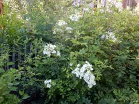DSCN3821.webp