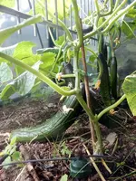 DSCN3825.webp
