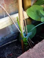 DSCN3826.webp