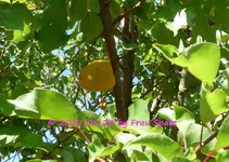 Aprikose 2022_06_23 P1180109.JPG