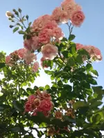 IMG_20220623_191109.jpg