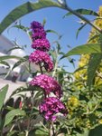 IMG_20220623_115532.jpg