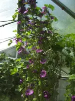 BILD0004.webp