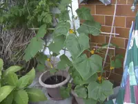 BILD0036.webp