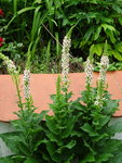 DSC02543.JPG