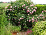 DSC02548.JPG