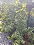 IMG_20220625_092958090.jpg