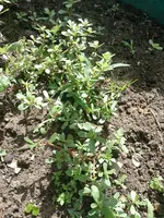 IMG_20220625_104651.webp