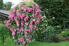 Rose Super Dorothy   2121.webp