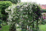 Rose Unschuld0116.JPG