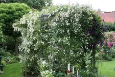 Rose Unschuld0116.webp