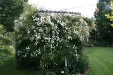 Rosentempel    0421.webp