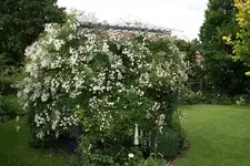 Rosentempel    0721.webp