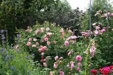 Rose Hyde Hall1119.webp