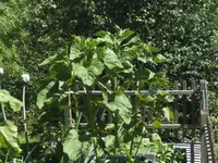 BILD0067.webp