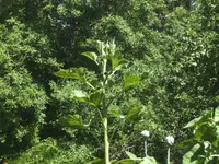 BILD0068.webp