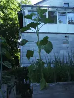 BILD0071.webp