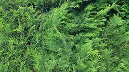 20220625_202034.jpg 20220625_202034.jpg