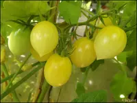 c038.webp