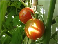 c039.webp