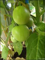 c040.webp