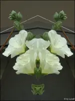 c046.webp