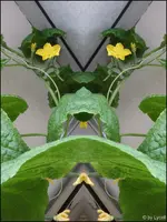 c047.webp