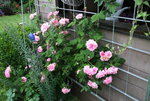 Rose Hl.Elisabeth 1921.JPG