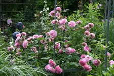 Rose Louise Odier   0821.webp