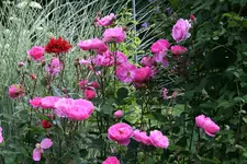 Rose John Clare0216.webp