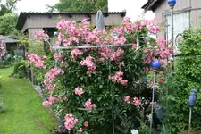 Rose Juanita0717.webp