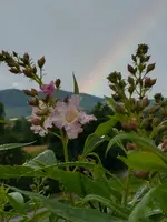 IMG-20220624-WA0000.webp
