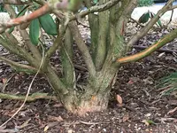 Frostrisse Rhodo yakushimanum_02.jpg