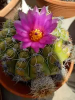 pink.webp