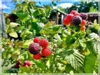 Himbeeren schwarze.webp