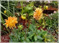 Garten bei Regen c.webp