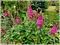 Garten bei Regen f.webp