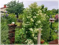 Garten bei Regen d.webp